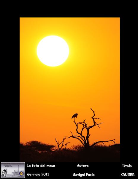(01)  Foto del Mese Gennaio  (2011) Autore  Savigni Paola    Titolo KRUGER.jpg